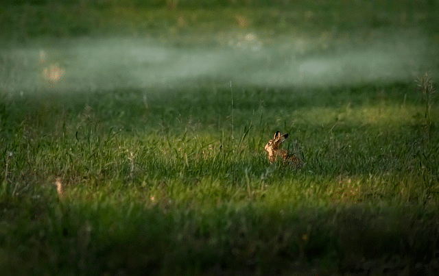 rabbit, grass, meadow