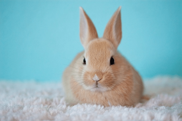 cute, baby, bunny