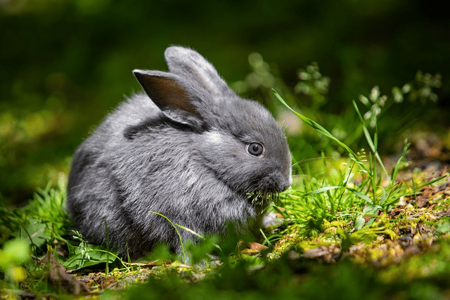 chinchilla rabbit, rabbit, pet
