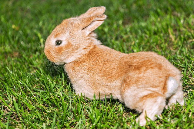 rabbit, bunny, pet