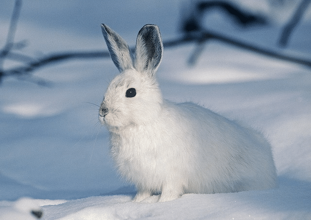white, rabbit, animal