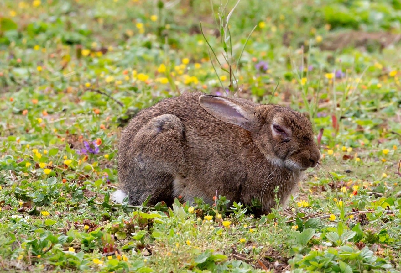 Are Pet Rabbits Nocturnal? - Rabbit Life Hack