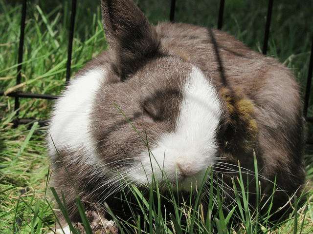 bunny, rabbit, netherlands dwarf