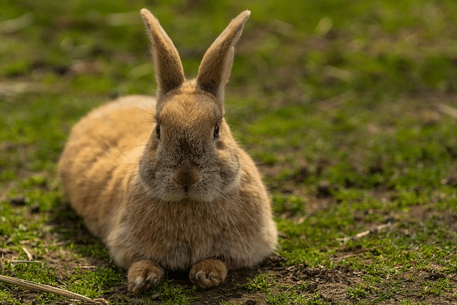 animal, hare, rabbit