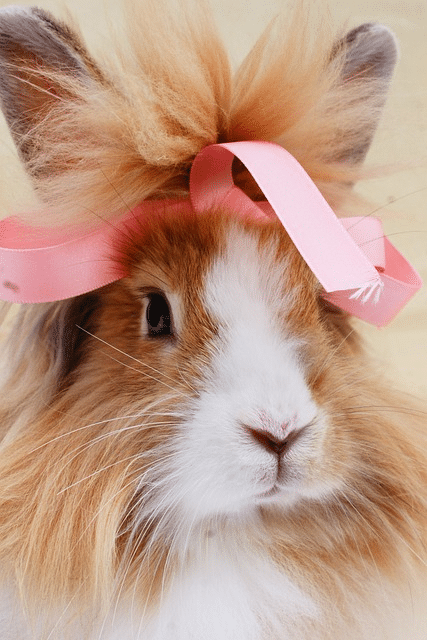 rabbit, ribbon, bunny