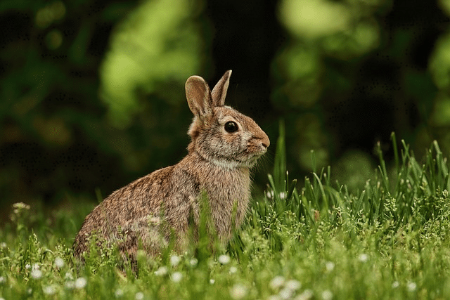 bunny, rabbit, grass
