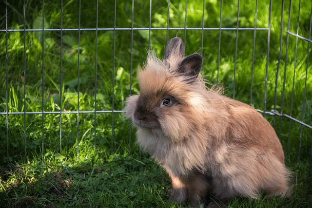 rabbit, pet, garden