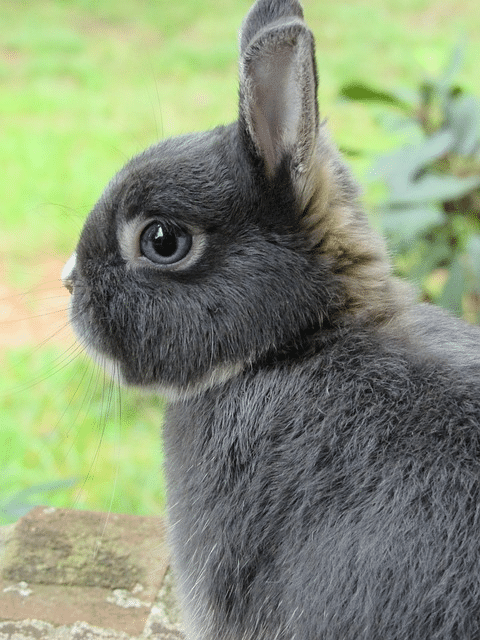 bunny, rabbit, netherland