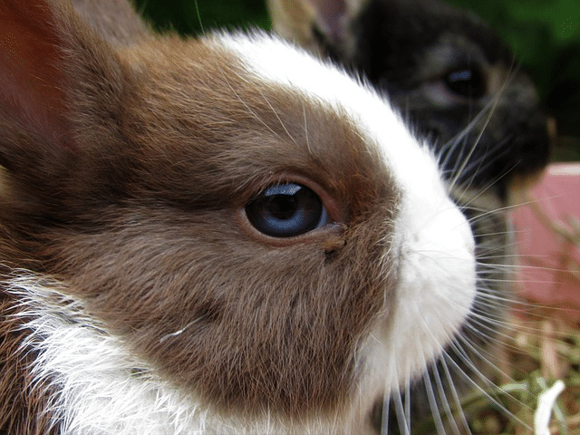 rabbit, netherland dwarf, cute