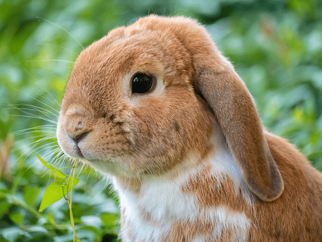 rabbit, bunny, pet