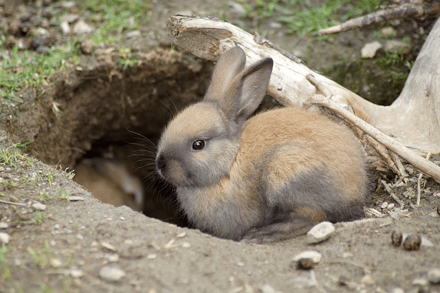 rabbits, cute, infant