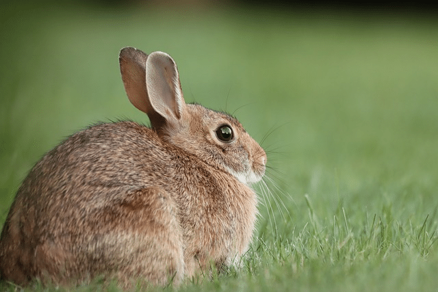 cottontail rabbit, wild rabbit, grass