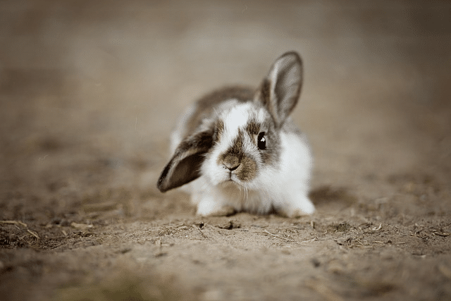 rabbits, ear, rabbit,sick rabbit