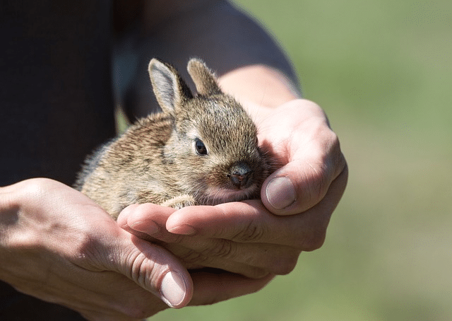 rabbit, hare, pup