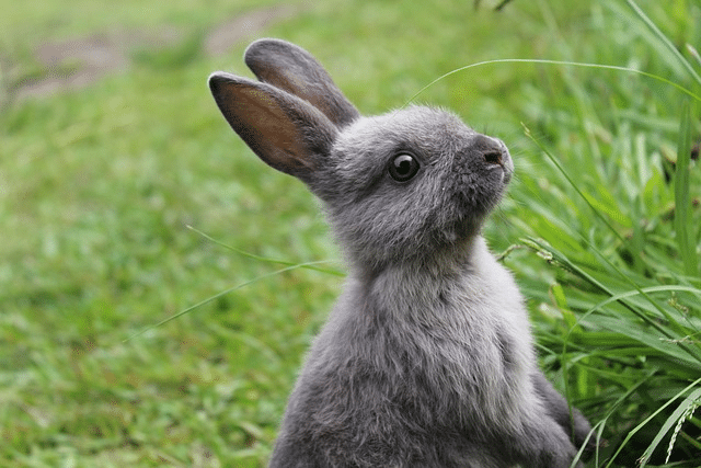 rabbit, bunny, easter