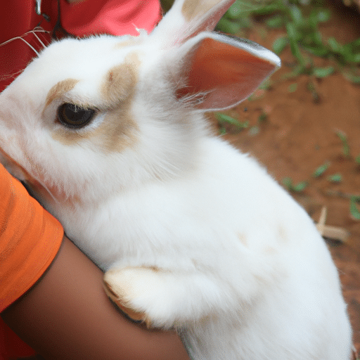 A rabbit bonding with another rabbit or human