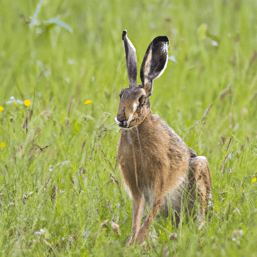 A Belgian Hare rabbit standing in a grassy field