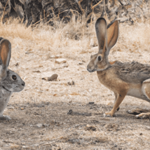 Baby Jack Rabit Vs Rabbit The Difference Between A Rabbit And A Jackrabbit - Rabbit Life Hack