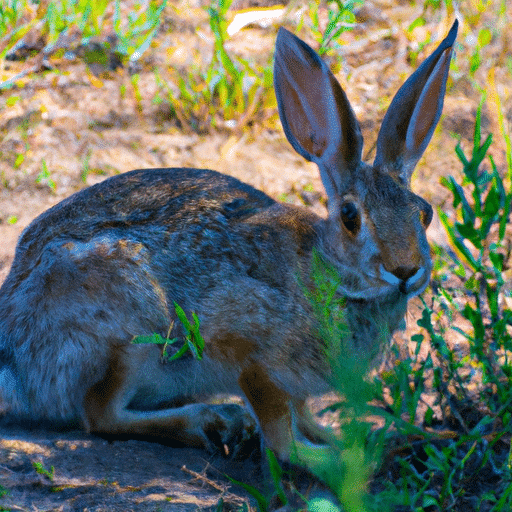 jackrabbits like to stay out in the open