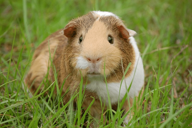 guinea pig, cavy, pet