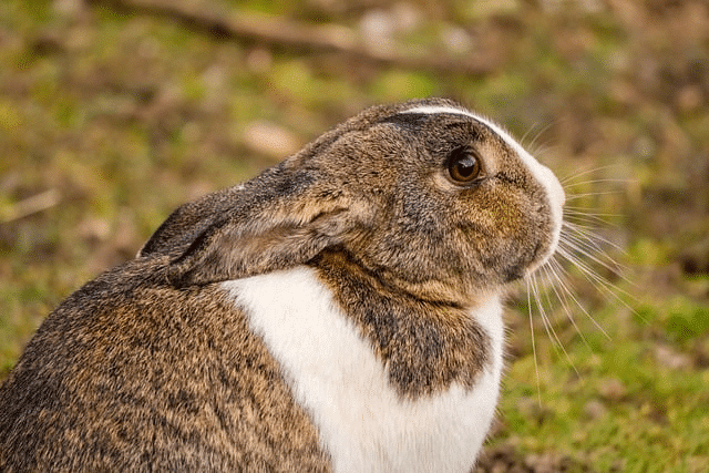 rabbit, cute, animal