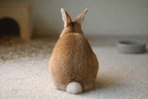 pet rabbit - Why Does My Bunny Turn His Back to Me