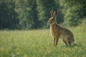 European brown hare alert in a sunlit meadow with forest background